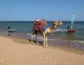 Safaga gehörte in den 90ern zu den Top-Spots in Ägypten.  Drei Stationen und zahlreiche Hotels machen den Ort zum perfekten Familien-Spot